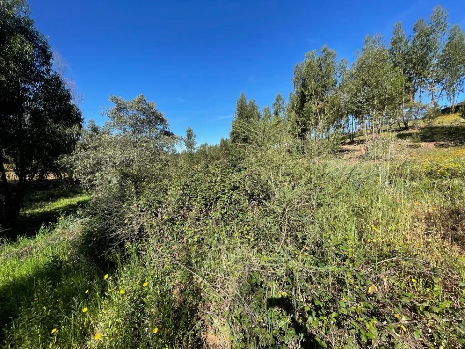 Quinta T1 para Venda em Escalos de Baixo e Mata Foto 30