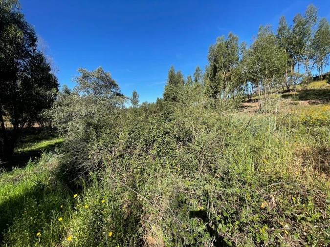 Quinta T1 para Venda em Escalos de Baixo e Mata Foto 30