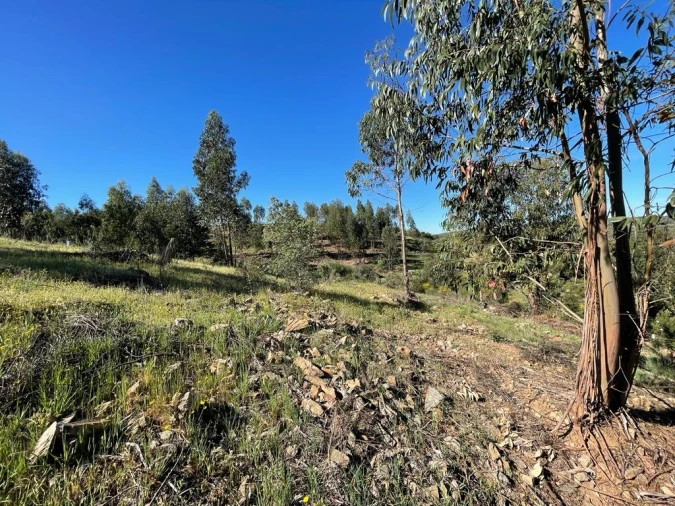 Quinta T1 para Venda em Escalos de Baixo e Mata Foto 77