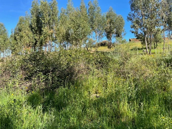 Quinta T1 para Venda em Escalos de Baixo e Mata Foto 32