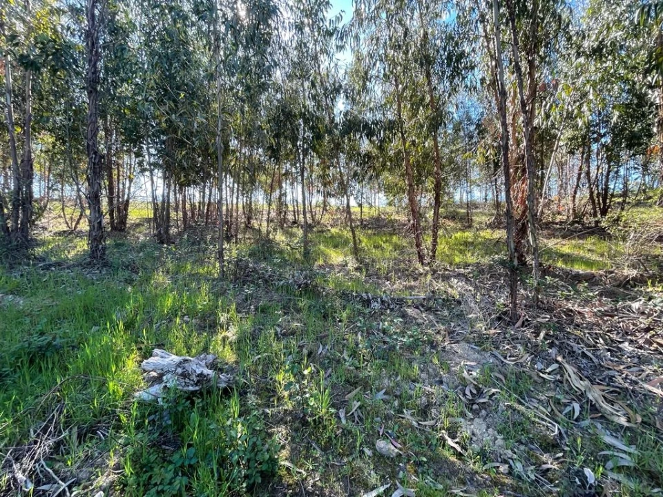 Quinta T1 para Venda em Escalos de Baixo e Mata Foto 34