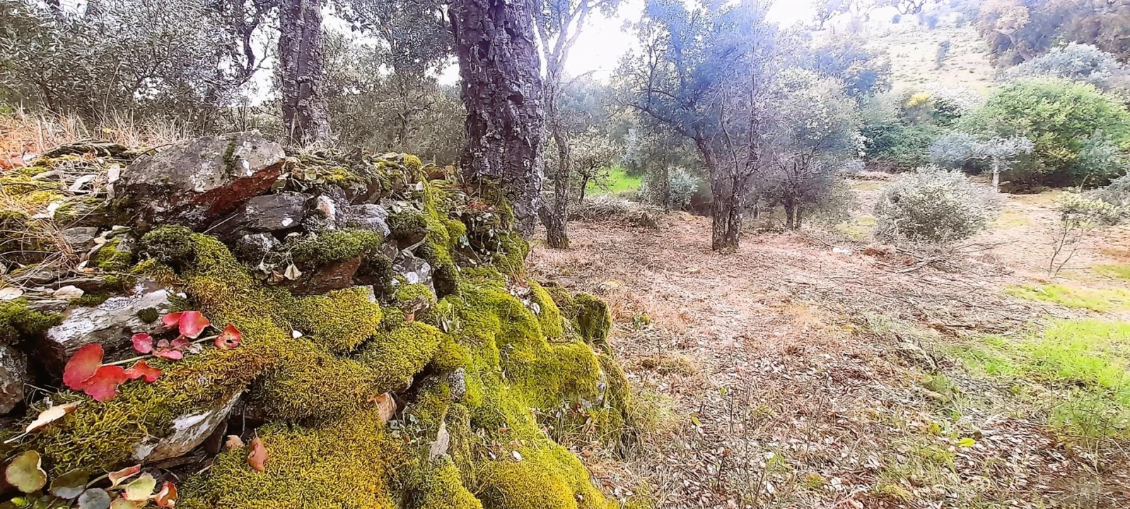 Terreno Agricola ou Rústico para Venda em Ninho do Açor e Sobral do Campo Foto 15