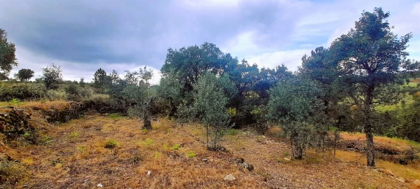 Terreno Agricola ou Rústico para Venda em Ninho do Açor e Sobral do Campo