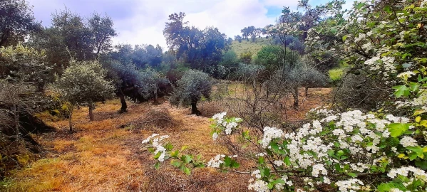 Terreno Agricola ou Rústico para Venda em Ninho do Açor e Sobral do Campo