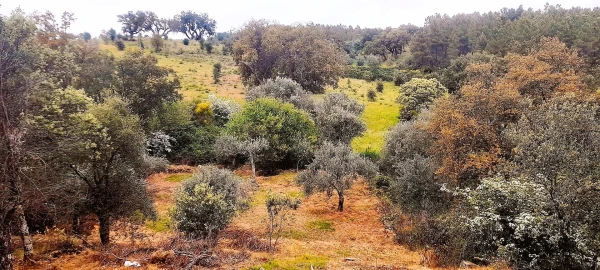 Terreno Agricola ou Rústico para Venda em Ninho do Açor e Sobral do Campo