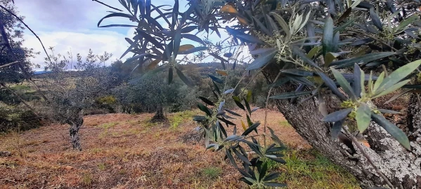 Terreno Agricola ou Rústico para Venda em Ninho do Açor e Sobral do Campo