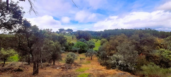 Terreno Agricola ou Rústico para Venda em Ninho do Açor e Sobral do Campo