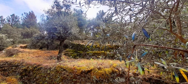 Terreno Agricola ou Rústico para Venda em Ninho do Açor e Sobral do Campo