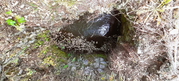 Terreno Agricola ou Rústico para Venda em Ninho do Açor e Sobral do Campo