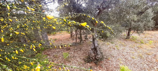 Terreno Agricola ou Rústico para Venda em Ninho do Açor e Sobral do Campo