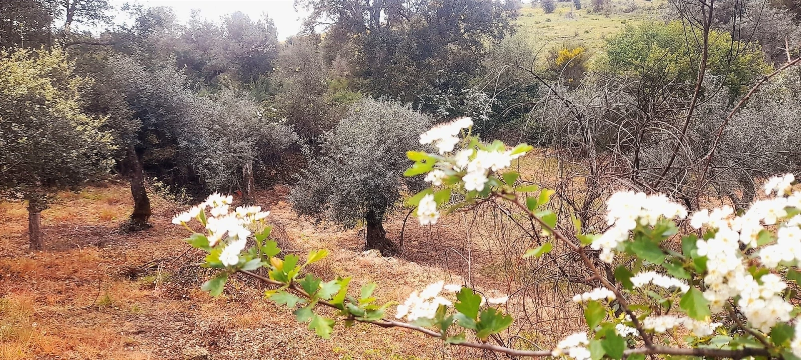 Terreno Agricola ou Rústico para Venda em Ninho do Açor e Sobral do Campo Foto 1