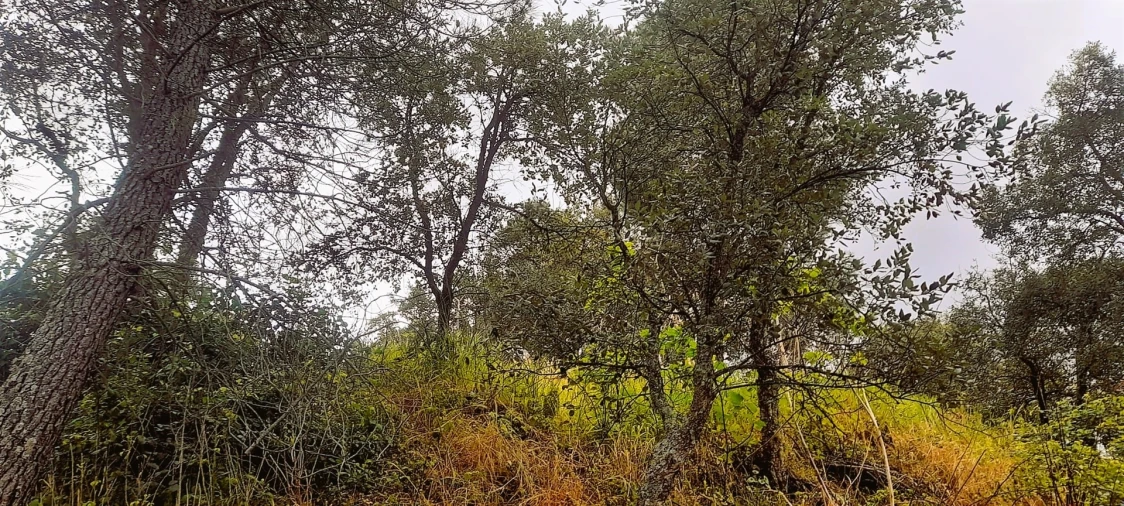 Terreno Agricola ou Rústico para Venda em Ninho do Açor e Sobral do Campo Foto 5