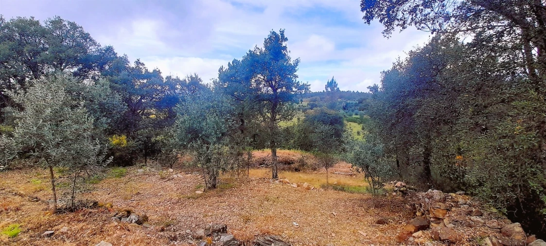 Terreno Agricola ou Rústico para Venda em Ninho do Açor e Sobral do Campo Foto 11
