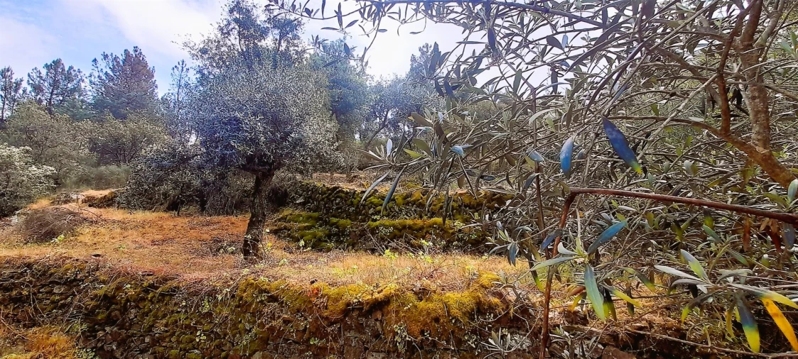 Terreno Agricola ou Rústico para Venda em Ninho do Açor e Sobral do Campo Foto 3
