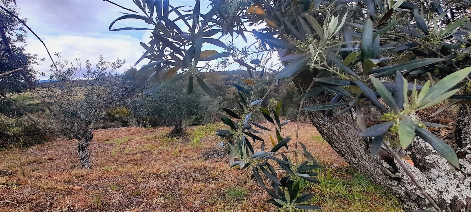Terreno Agricola ou Rústico para Venda em Ninho do Açor e Sobral do Campo Foto 14