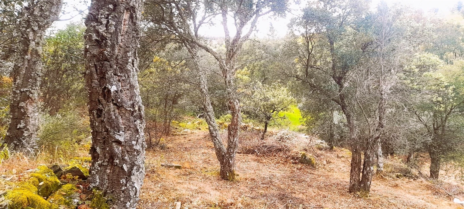 Terreno Agricola ou Rústico para Venda em Ninho do Açor e Sobral do Campo Foto 6