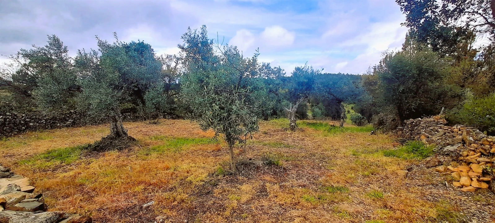 Terreno Agricola ou Rústico para Venda em Ninho do Açor e Sobral do Campo Foto 18