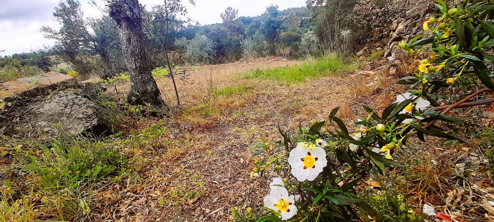 Terreno Agricola ou Rústico para Venda em Ninho do Açor e Sobral do Campo Foto 13