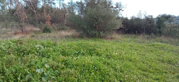 Terreno Agricola ou Rústico para Venda em Penamacor