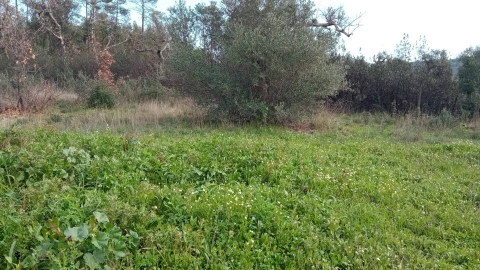 Terreno Agricola ou Rústico para Venda em Penamacor