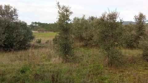Terreno Agricola ou Rústico para Venda em Penamacor