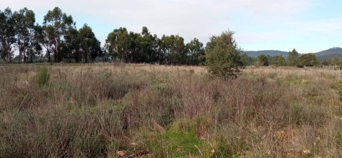 Terreno Agricola ou Rústico para Venda em Penamacor Foto 5