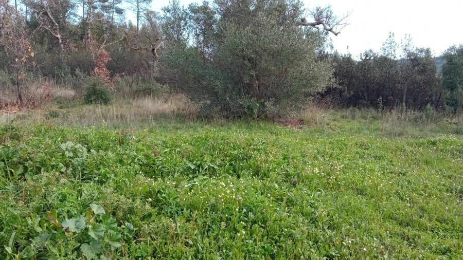Terreno Agricola ou Rústico para Venda em Penamacor Foto 15