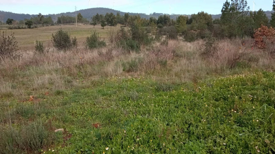 Terreno Agricola ou Rústico para Venda em Penamacor Foto 16