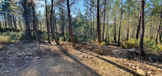 Quinta T0 para Venda em Sarzedas