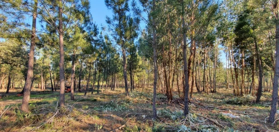 Quinta T0 para Venda em Sarzedas