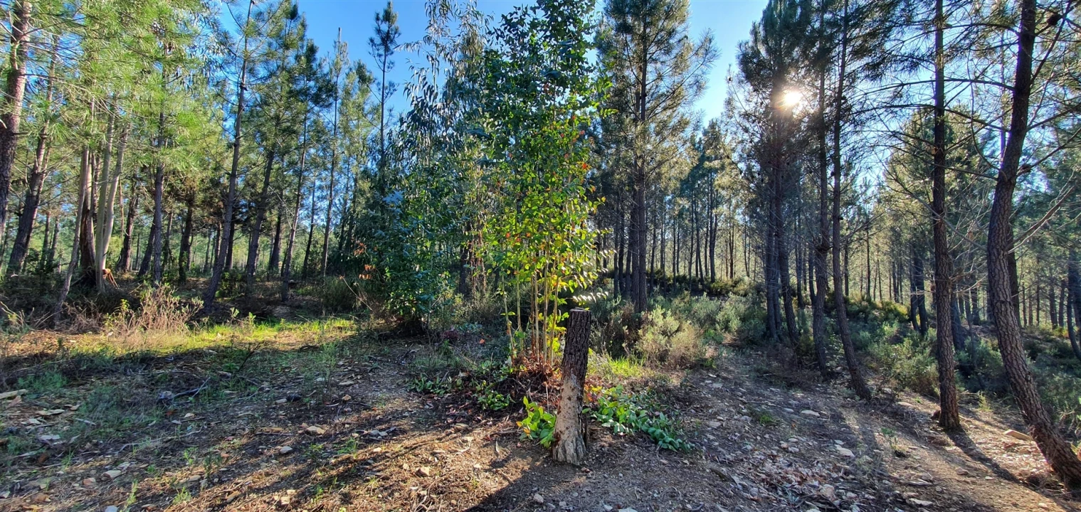 Quinta T0 para Venda em Sarzedas Foto 12