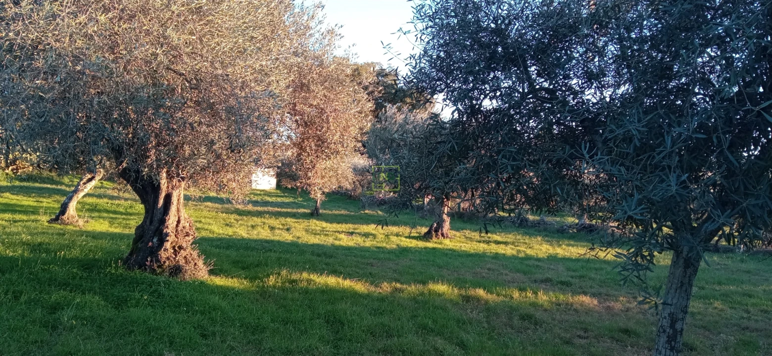 Terreno Agricola ou Rústico para Venda em Aranhas Foto 12