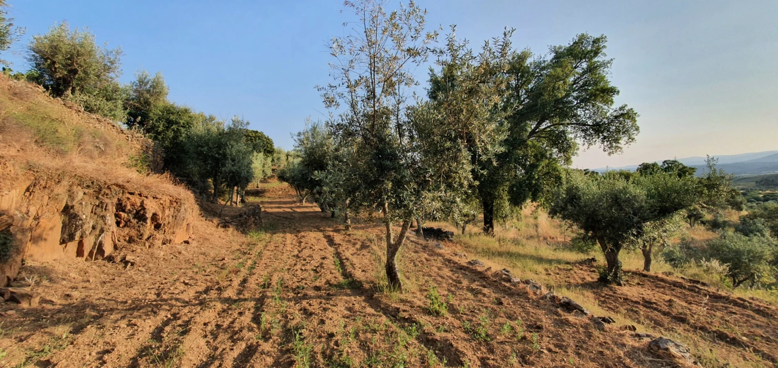 Quinta T0 para Venda em Freixial e Juncal do Campo Foto 19