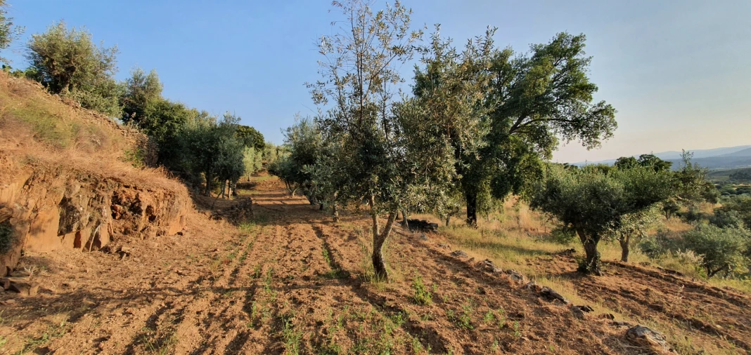 Quinta T0 para Venda em Freixial e Juncal do Campo Foto 19