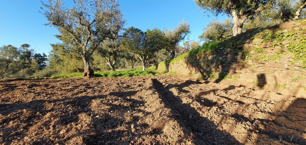 Quinta T0 para Venda em Freixial e Juncal do Campo Foto 6