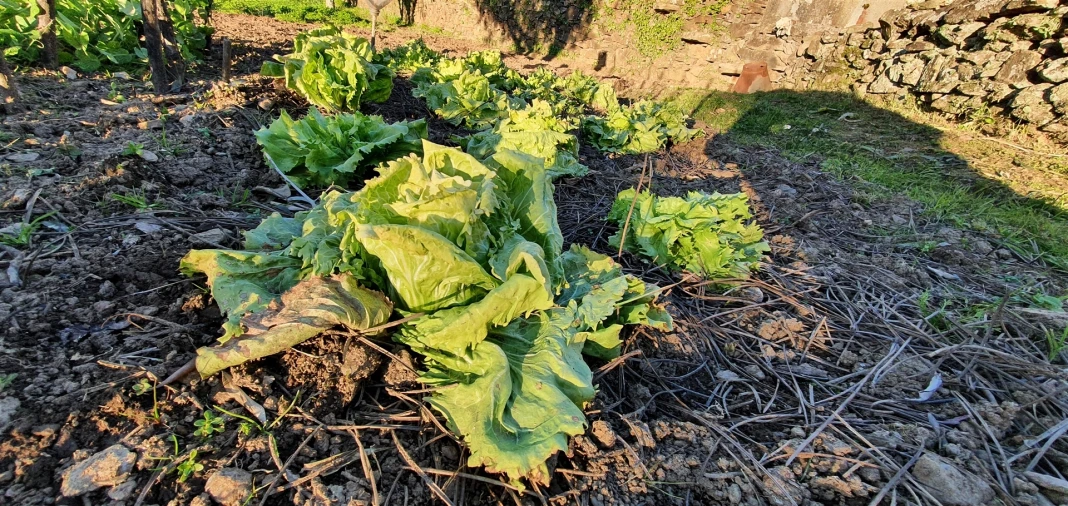 Quinta T0 para Venda em Freixial e Juncal do Campo Foto 4