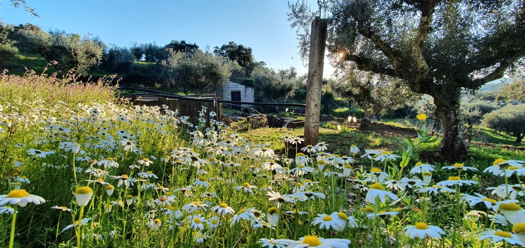 Quinta T0 para Venda em Freixial e Juncal do Campo Foto 10