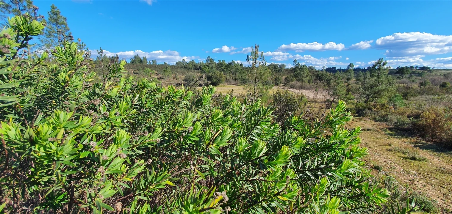 Terreno Agricola ou Rústico para Venda em Sarzedas Foto 9