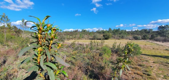 Terreno Agricola ou Rústico para Venda em Sarzedas