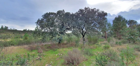 Terreno Agricola ou Rústico para Venda em Sarzedas