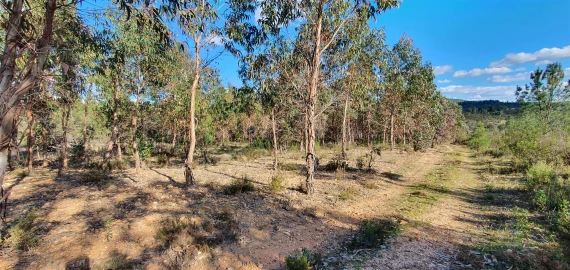 Terreno Agricola ou Rústico para Venda em Sarzedas