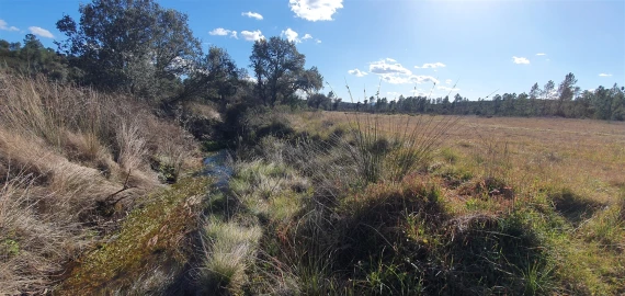 Terreno Agricola ou Rústico para Venda em Sarzedas