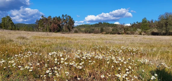 Terreno Agricola ou Rústico para Venda em Sarzedas
