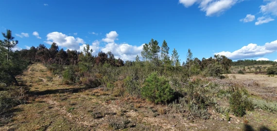 Terreno Agricola ou Rústico para Venda em Sarzedas