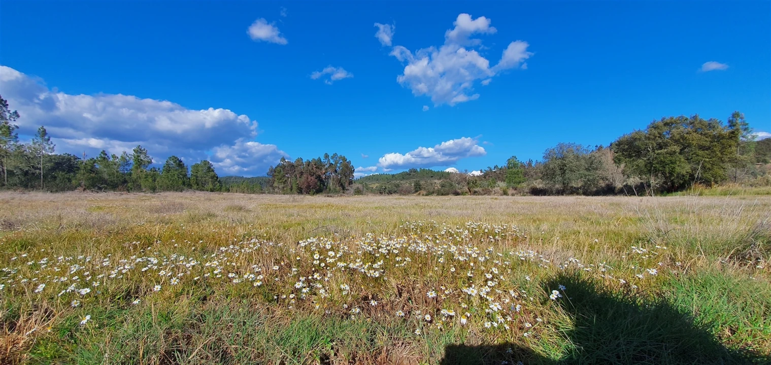 Terreno Agricola ou Rústico para Venda em Sarzedas Foto 13