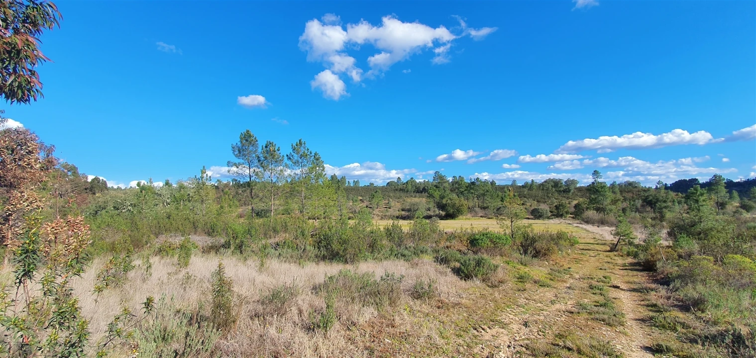 Terreno Agricola ou Rústico para Venda em Sarzedas Foto 8