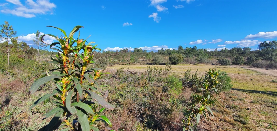 Terreno Agricola ou Rústico para Venda em Sarzedas Foto 10