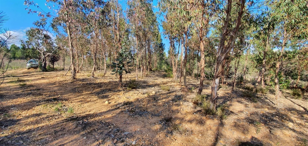 Terreno Agricola ou Rústico para Venda em Sarzedas Foto 7