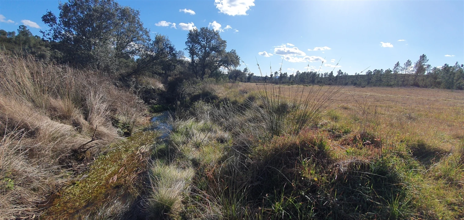 Terreno Agricola ou Rústico para Venda em Sarzedas Foto 3