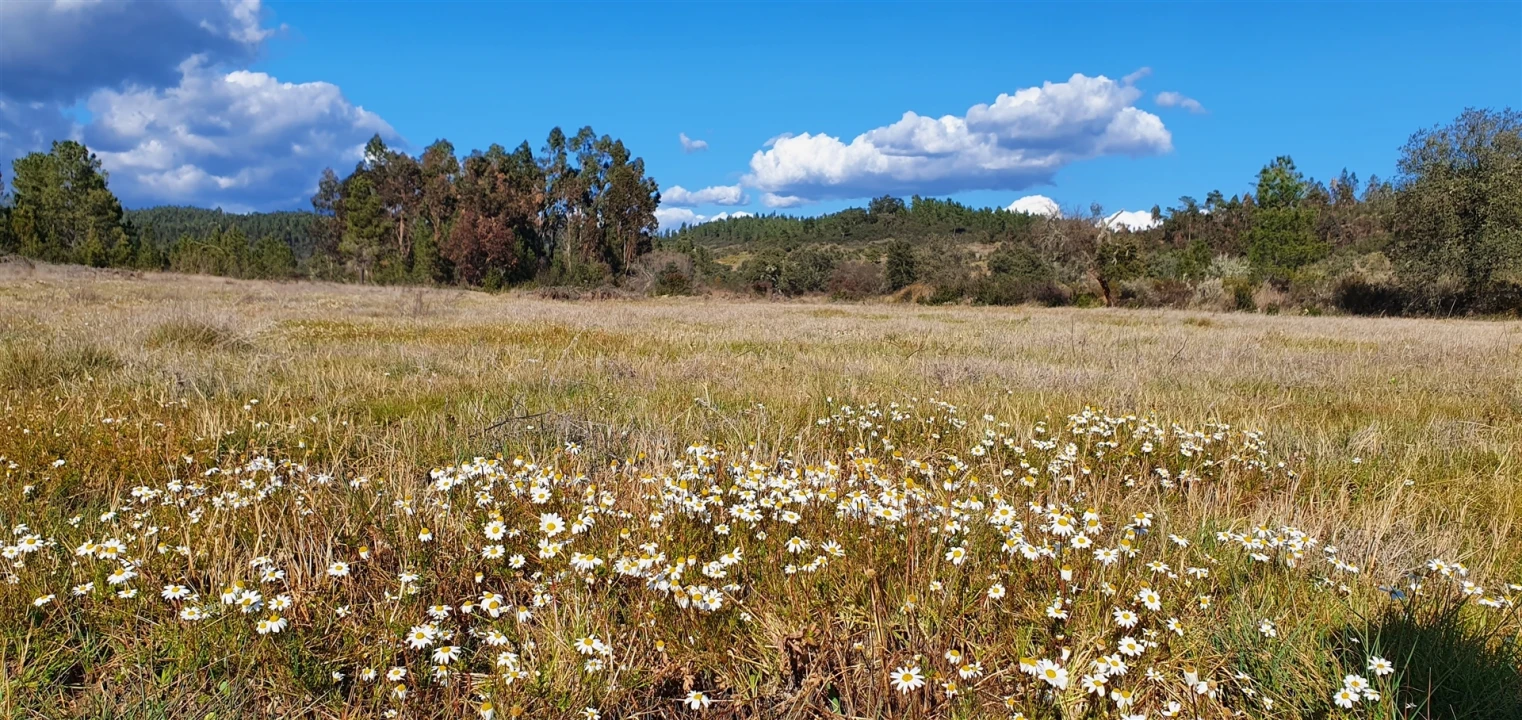 Terreno Agricola ou Rústico para Venda em Sarzedas Foto 1